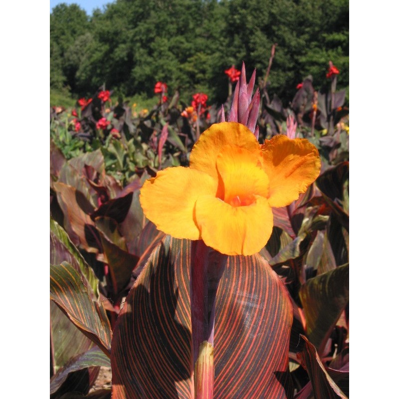 Canna Durban Turcieflor Producteur