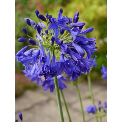 Agapanthe 'Summer Love'