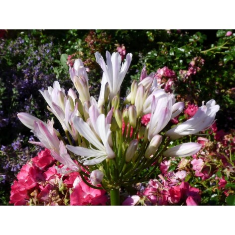 Agapanthe 'Strawberry Ice'