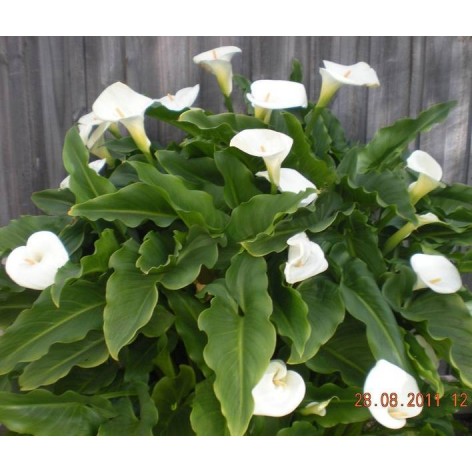 Arum blanc (Zantedeschia)