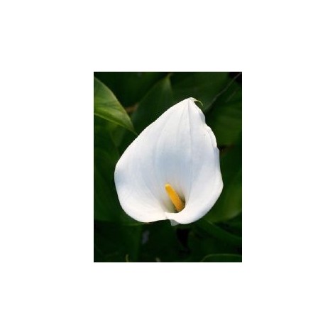 Arum blanc (Zantedeschia)