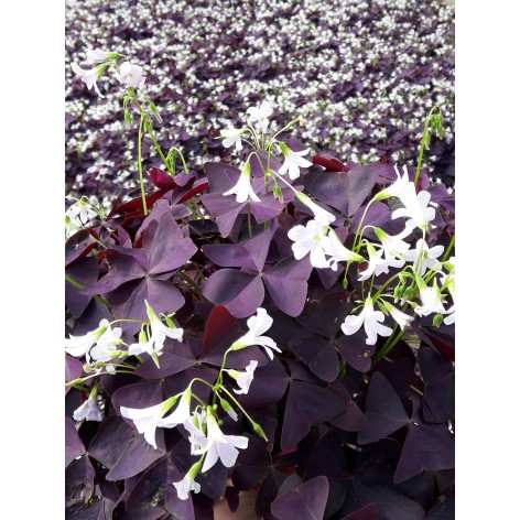 Oxalis triangularis 'PURPUREA'