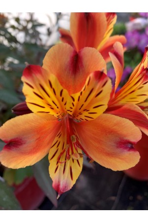 Alstroemeria "Indian Summer"®