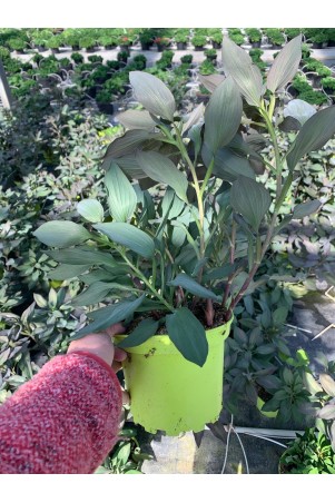 Alstroemeria "Indian Summer"®