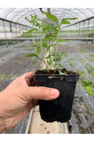 Alstroemère 'Sweet Laura'