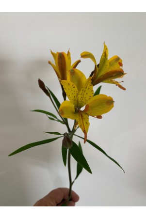 Alstroemère 'Sweet Laura'