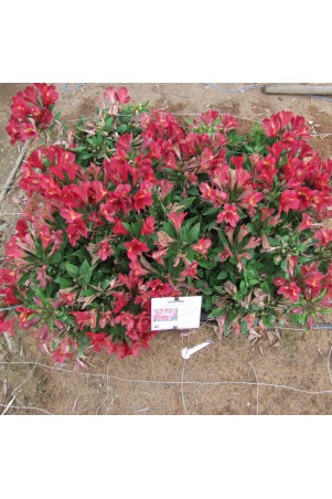 Alstroemère 'Gaspard'