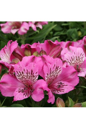 Alstroemère 'Océane'