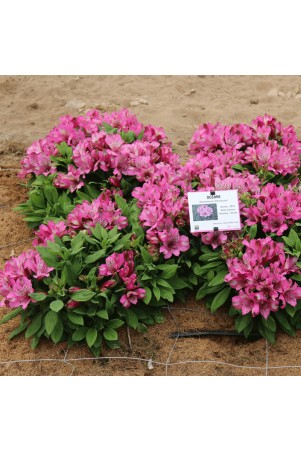 Alstroemère 'Océane'