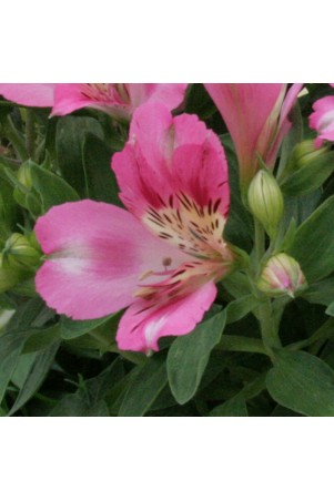 Alstroemère 'Rosie'