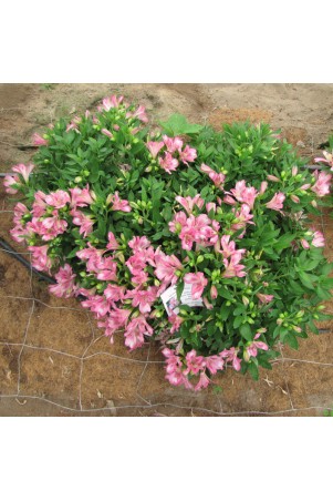 Alstroemère 'Rosie'