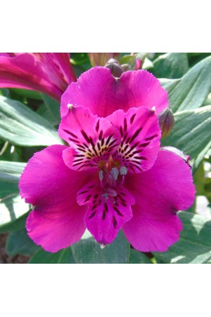 Alstroemère 'Léonie'