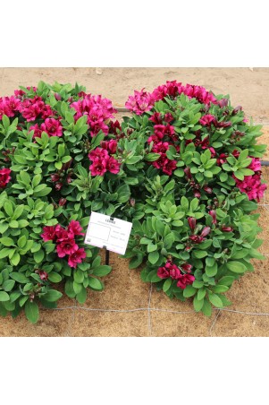 Alstroemère 'Léonie'