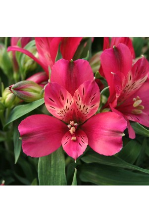 Alstroemère 'Timoté'