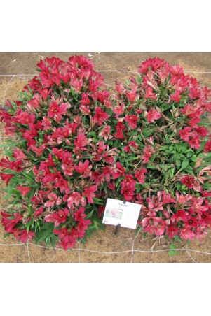 Alstroemère 'Timoté'