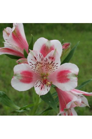 Alstroemère 'Roxane'