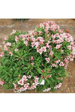 Alstroemère 'Roxane'