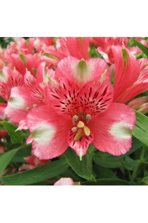 Alstroemère 'Chloé'