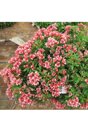 Alstroemère 'Chloé'