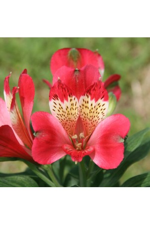 Alstroemère 'Stella'