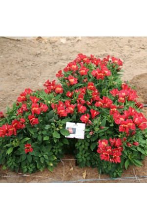 Alstroemère 'Stella'