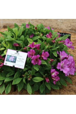 Alstroemère 'Lucas'