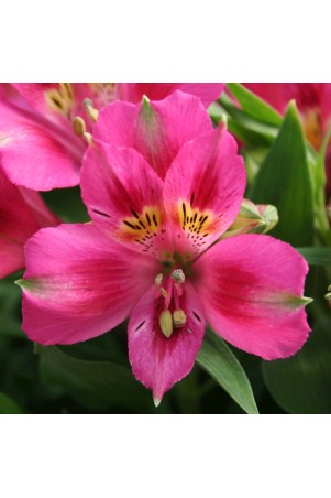 Alstroemère 'Lola'