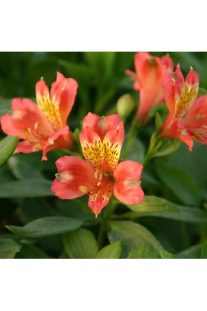 Alstroemère 'Alienor'