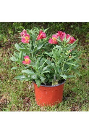 Alstroemère 'Alienor'