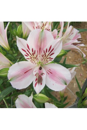 Alstroemère 'Béatrice'