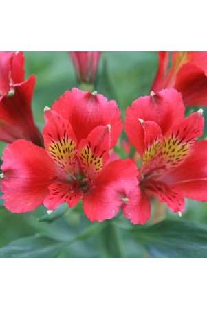 Alstroemère 'Diane'