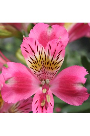 Alstroemère 'Isabelle'