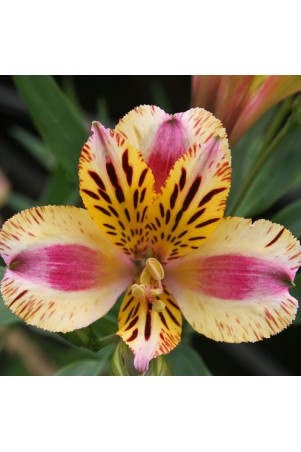 Alstroemère 'Marguerite'