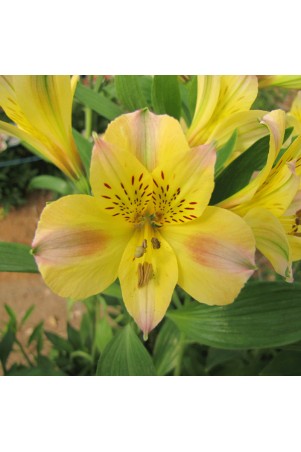 Alstroemère 'Marie'