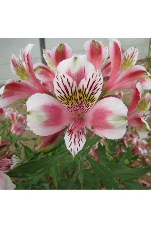 Alstroemère 'Mathilde'