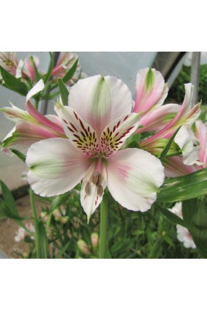 Alstroemère 'Louise'