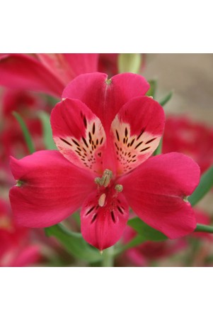 Alstroemère 'Joséphine'