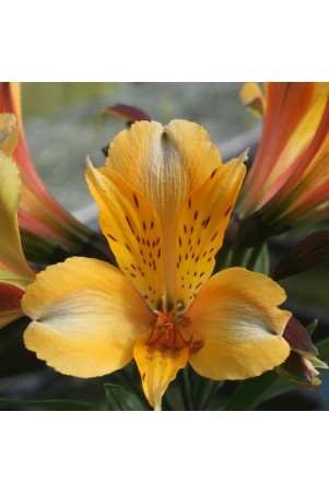 Alstroemère 'Antoine'