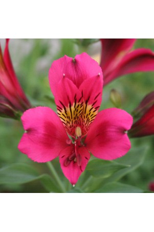 Alstroemère 'Arthur'