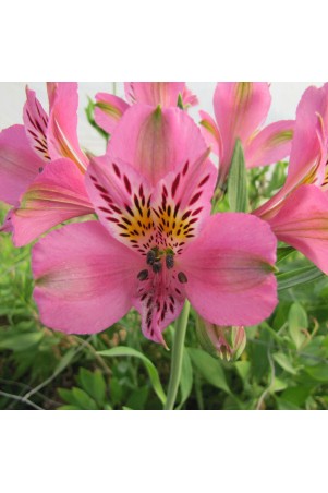 Alstroemère 'Charles'