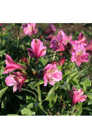 Alstroemère 'Charles'