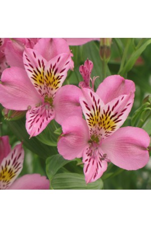 Alstroemère 'Charles'