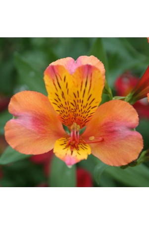 Alstroemère 'Henri'