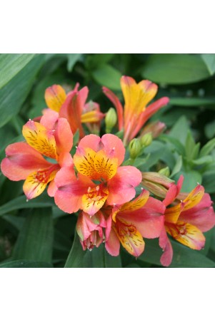 Alstroemère 'Henri'