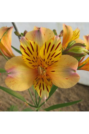 Alstroemère 'Nicolas'