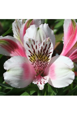 Alstroemère 'William'