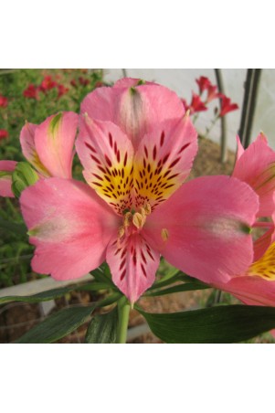 Alstroemère 'Pierre'