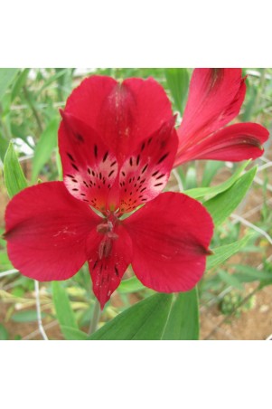 Alstroemère 'Emmanuel'