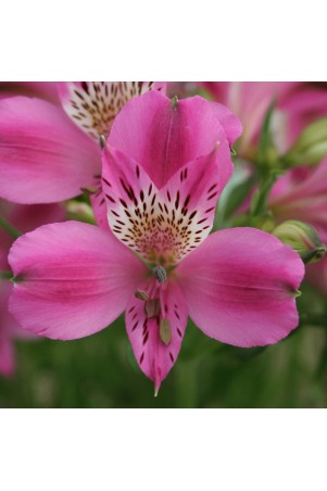 Alstroemère 'Edouard'