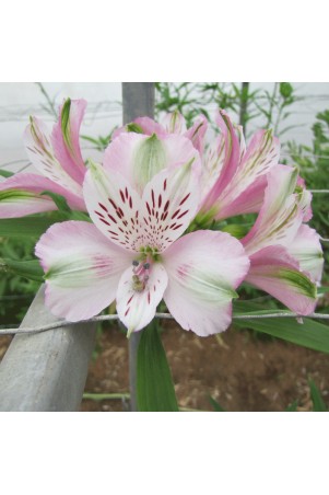 Alstroemère 'François'